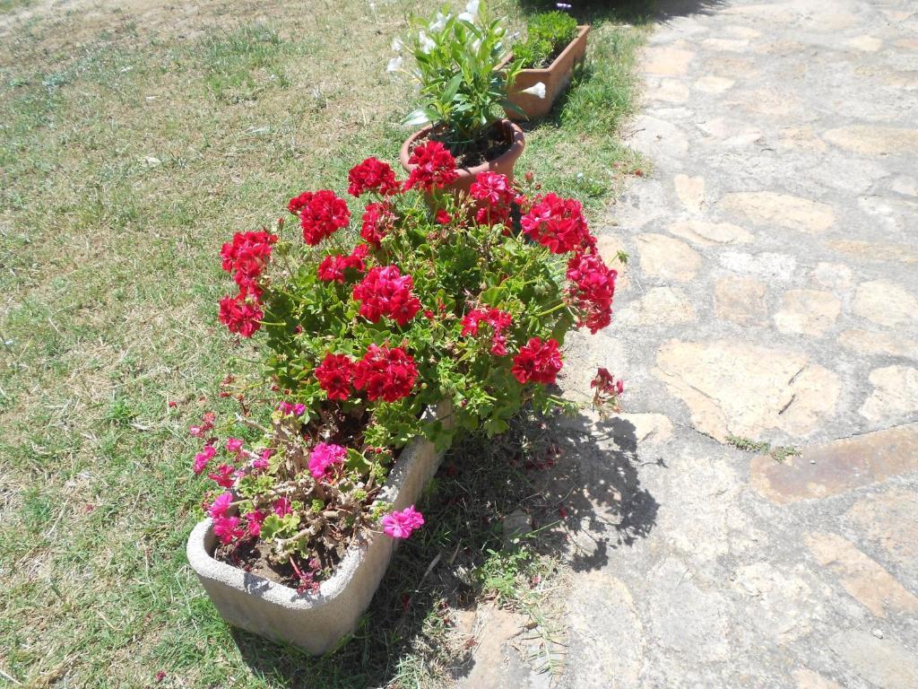 סנטה טרזה גאיורה B&B L' Incantu מראה חיצוני תמונה